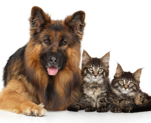 ペット供養ついて